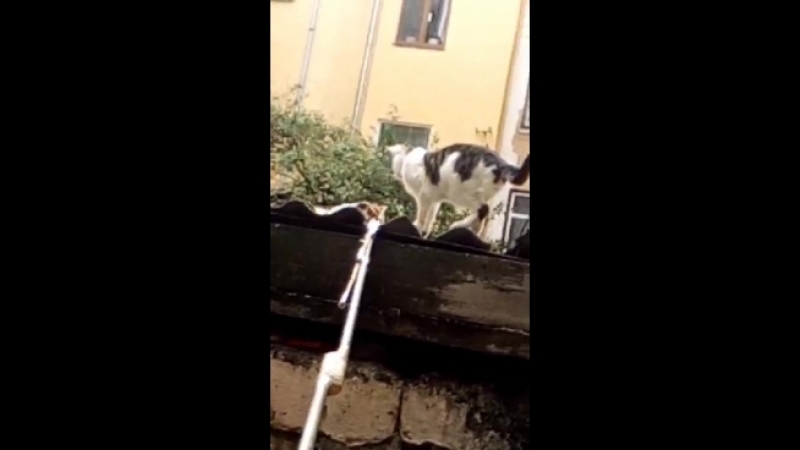 котят кошка занесла на крышу