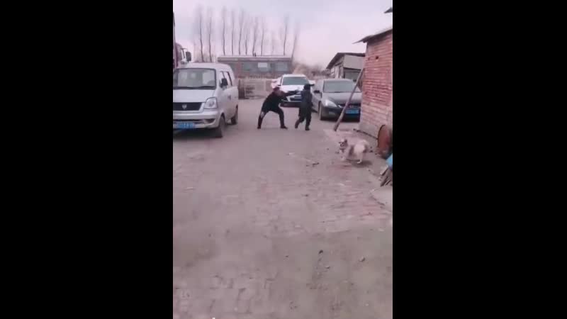 Собака шабуылы