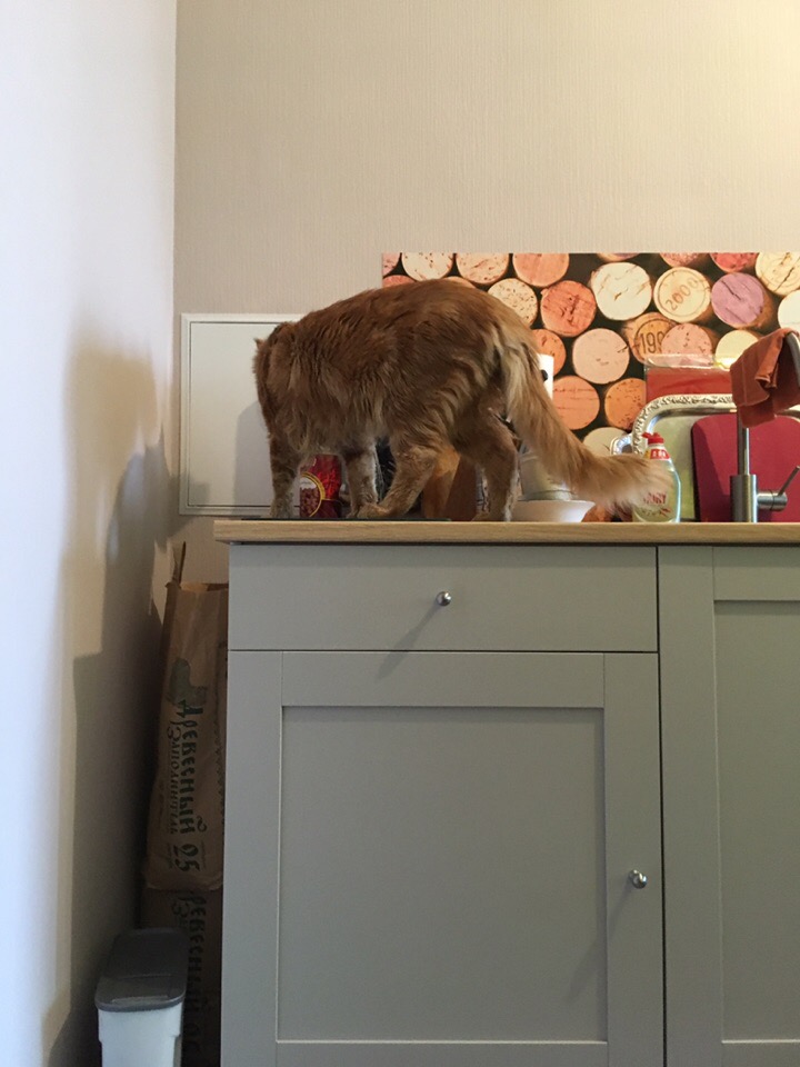 Кошки в нашей жизни. Кошки и все, что с ними связано. Кошки в нашей жизни. Кошки и все, что с ними связано.