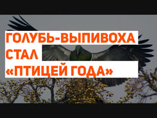 Голубь-выпивоха стал