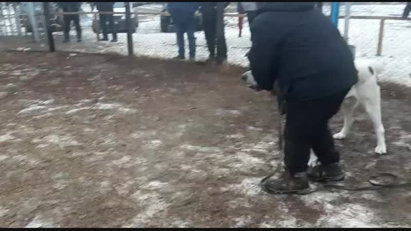 Алапар баян 2