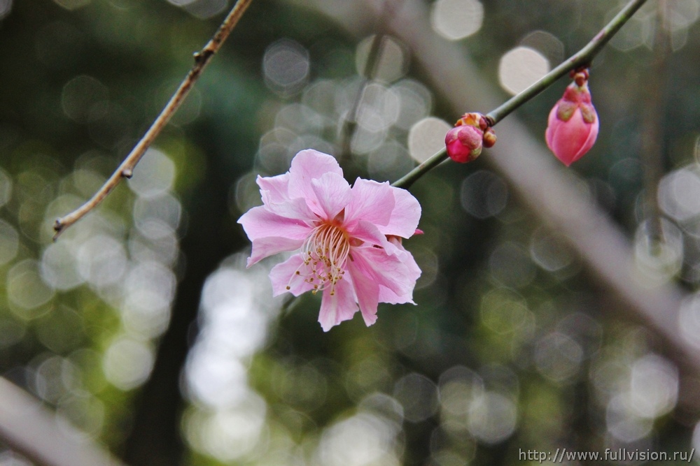 picture
