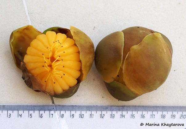 Фрукт Денген (Dillenia Serrata) Фрукт Денген выглядит как апельсин и содержит одно твердое семя. Растение произрастает в северо-восточной части Южного Сулавеси, Центральной части Сулавеси и