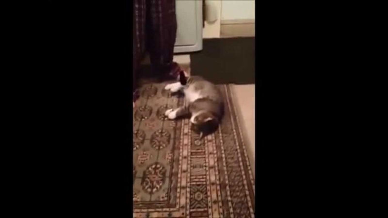 Кот притворщик не хочет гулять