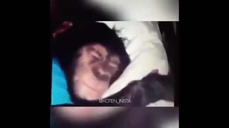 Санек