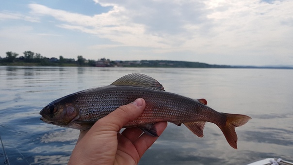 Рыбалка — Енисей, Красноярский край, 56.131, 93.141