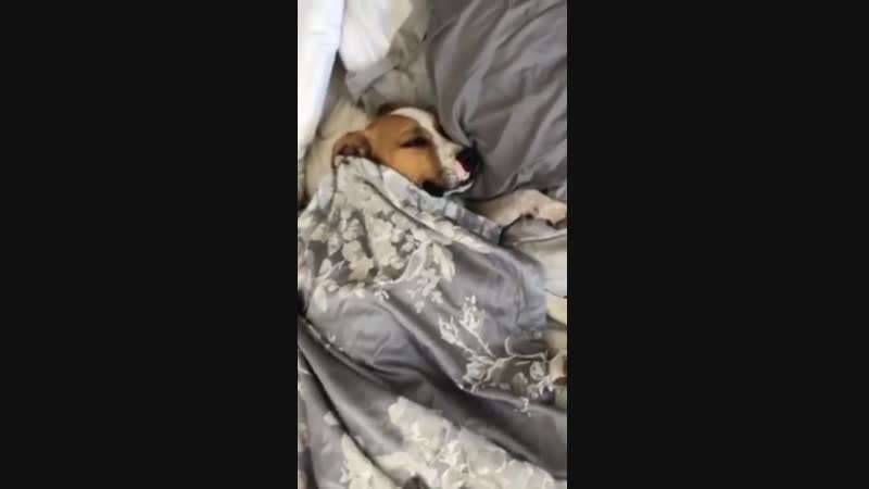 Dog tucked up in bed