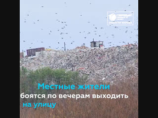 Собаки держат в страхе деревню