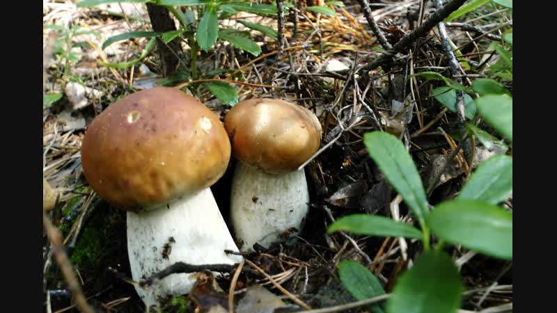 Осенний лес Южного Урала