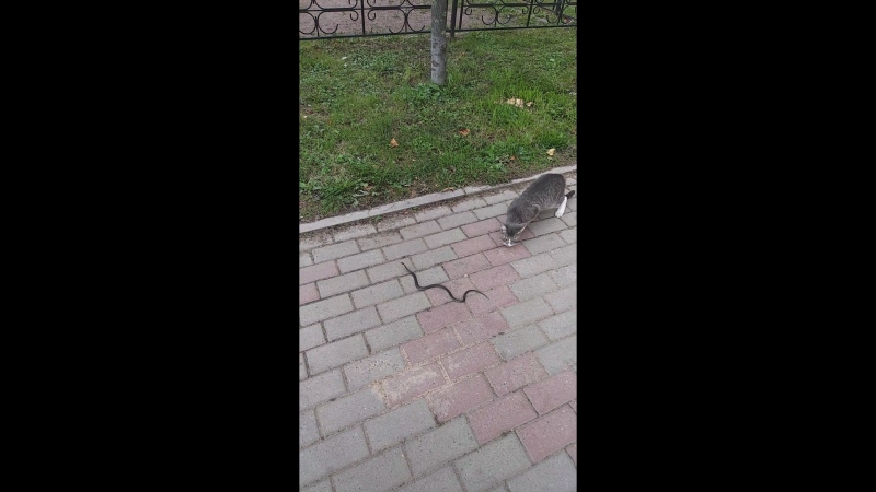 Маленький ужик