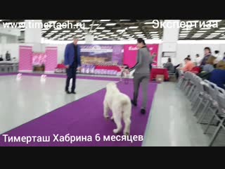 14 октября 2018 Выставка собак г. Тюмень, эксперт Абракимов Ш.М. ТИМЕРТАШ ХАБРИНА дочь Леди и Нурика (Тимерташ Железная Леди * О