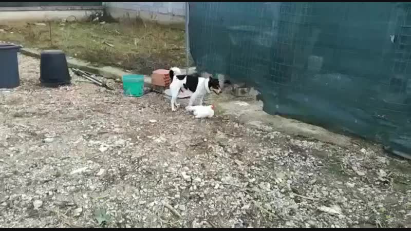 Курочка не плач 😀