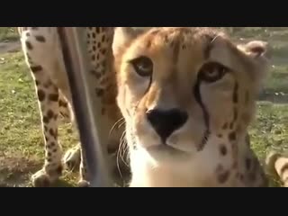 Милота