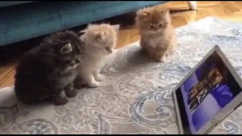 Doc247179809_474943613.mp4