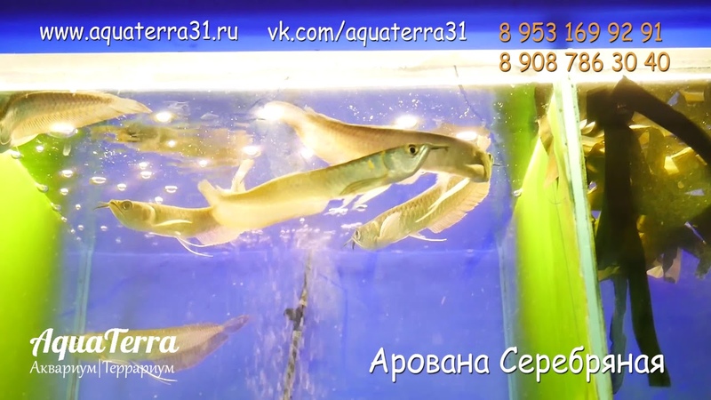 Арована Серебряная