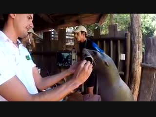 Калифорнийский морской лев добровольно дает провести процедуру гастроскопии