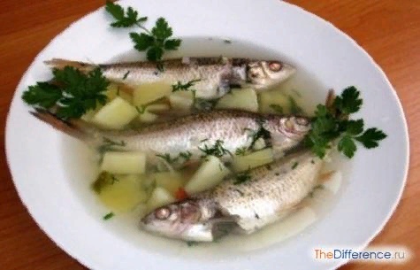 Разница между ухой и рыбным супом И уха, и обычный рыбный суп имеют свои преимущества. Причем в рецептах обоих блюд есть определенные тонкости. Рассмотрим подробней некоторые секреты