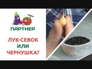 ЛУК-СЕВОК ИЛИ ЧЕРНУШКА