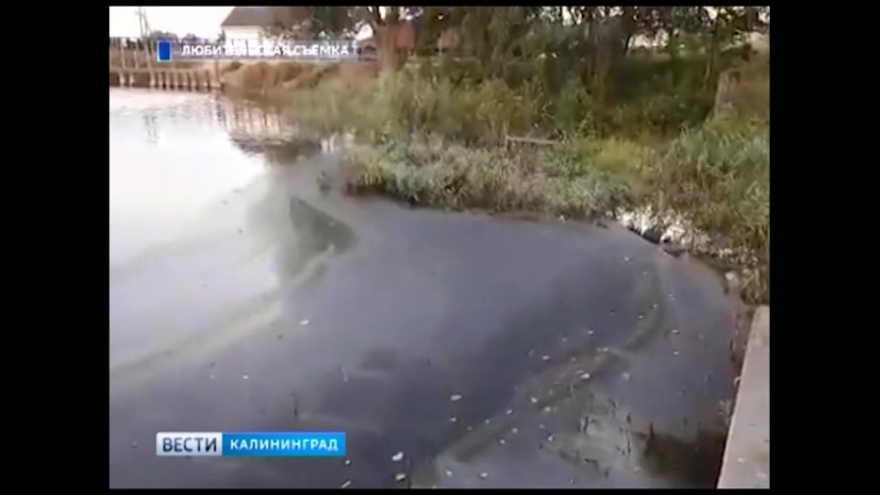 Озеро Шенфлиз покрыло чёрной плёнкой