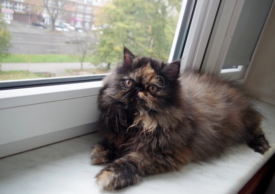 Кошки в нашей жизни. Кошки и все, что с ними связано.