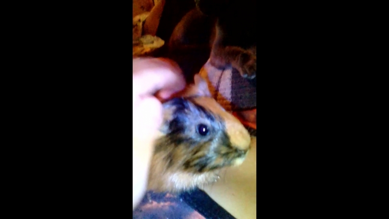 VID_20181007_191117.mp4