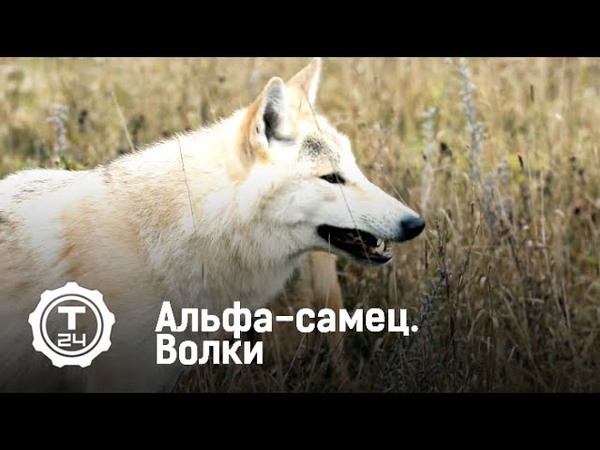 Альфа-самец. Волки | Т24