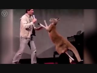 Как х*рово быть Кенгуру
