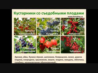 Марафон по кустарникам_день 3
