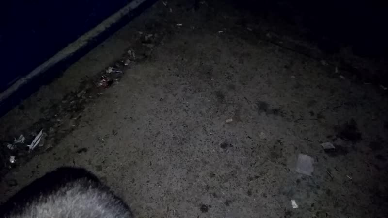 Бедный котёнок