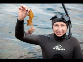 Какой на вкус морской еж и морской гребешок? Фридайвинг. Териберка. Мурманск