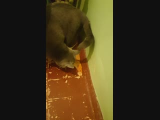 Милый котик. Смотреть до конца. Он плакал и кричал мама я не хочу умирать.