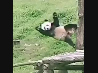 Неуклюжесть панд
