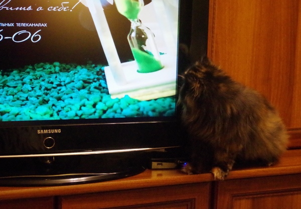 Кошки в нашей жизни. Кошки и все, что с ними связано.