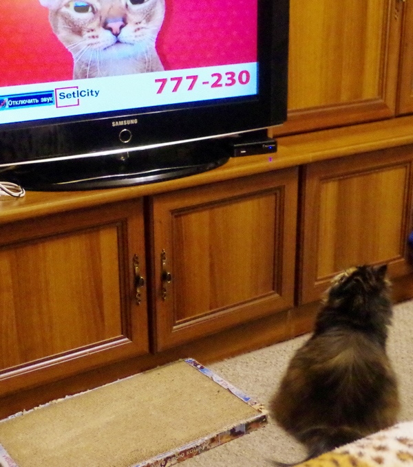 Кошки в нашей жизни. Кошки и все, что с ними связано.