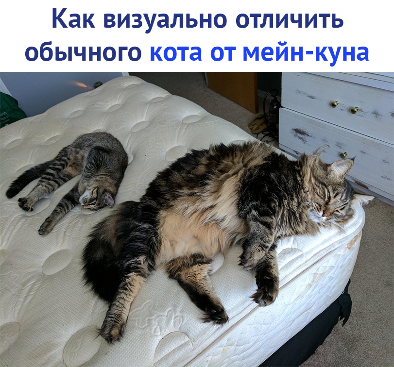 https://pp.userapi.com/c850436/v850436911/62d60/BVMqphB226Q.jpg
