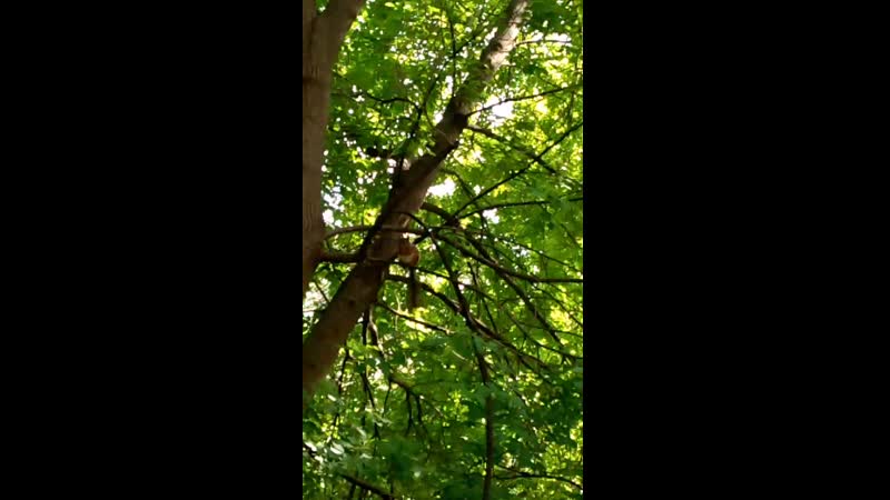 VID_20190522_151004.mp4