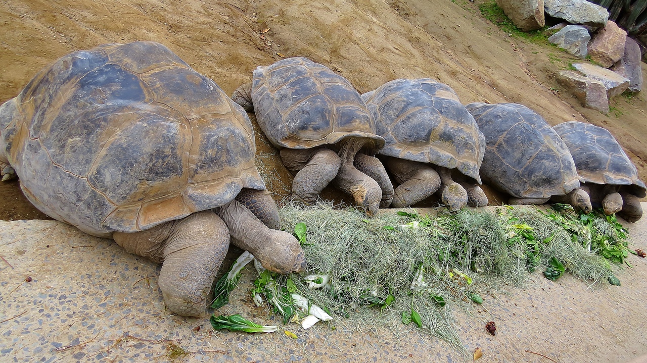 Ударим автопробегом по дикому западу! USA 2019 7-25 марта.