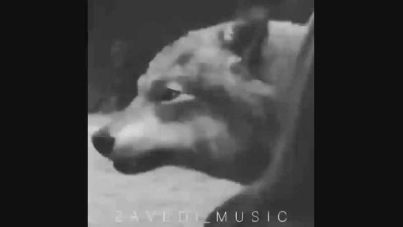 VID_158260411_161014_028.mp4