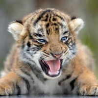 Александра Ионова | Красноярск