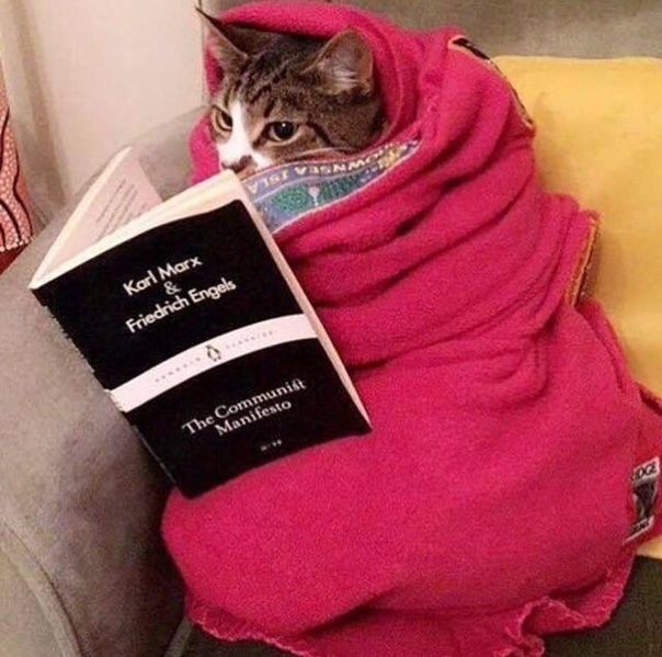 котик
