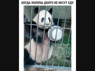 Покормите панду (6 sec)