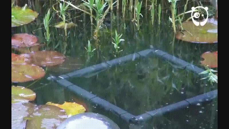 Inverted Fish Tank