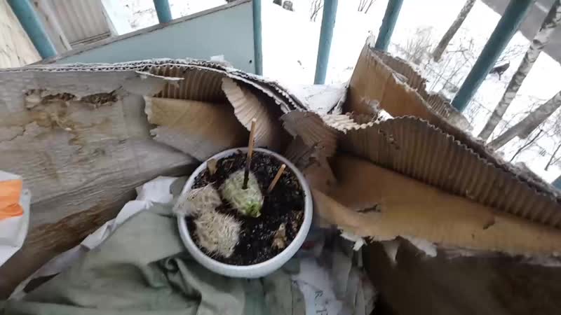 прощай, кактус