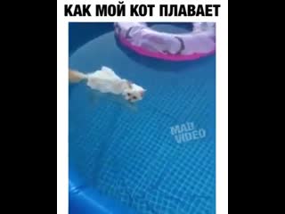 Как мой кот плавает