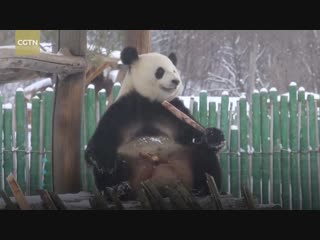 Панды увидели снег и очень счастливы