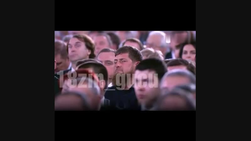 Тапиры и зрители