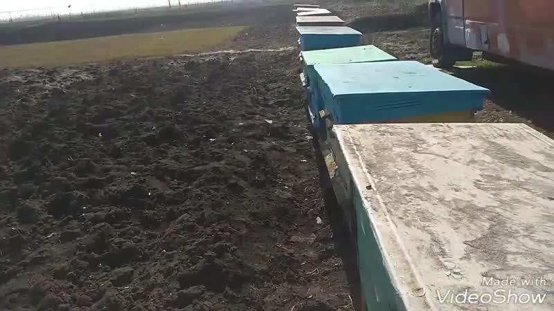 .ОБЛЕТ ПЧЕЛ В ФЕВРАЛЕ 18.02.2019