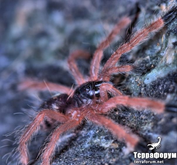 Pseudoclamoris gigas 