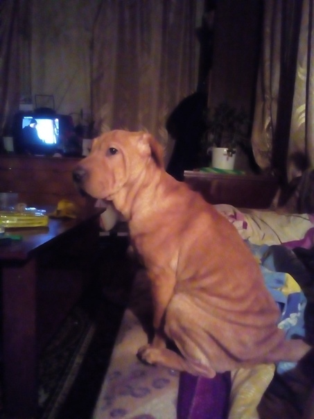 Шарпей в добрые руки. 
Одинокая женщина покупала для себя, 