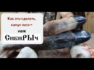 Обдирка камуса ножом СибиРЫч